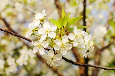Doğa arka plan üzerinde kiraz çiçekleri