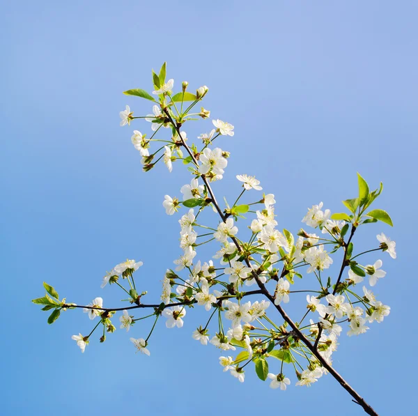 Flores de cereja sobre o fundo da natureza — Fotografia de Stock