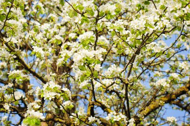 elma çiçekleri arka plan