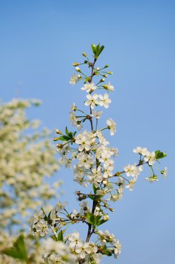 Mavi gökyüzü ile kiraz çiçekleri