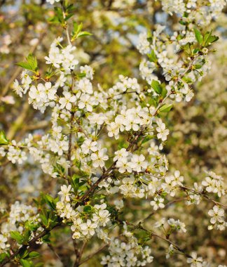 Mavi gökyüzü ile kiraz çiçekleri
