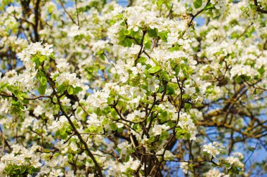 Yeni gelişen ağaç brunch 