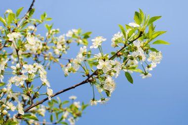 elma ağacı çiçekleri 