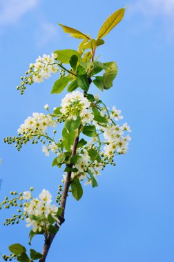 Çiçek açmış kiraz ağacı.
