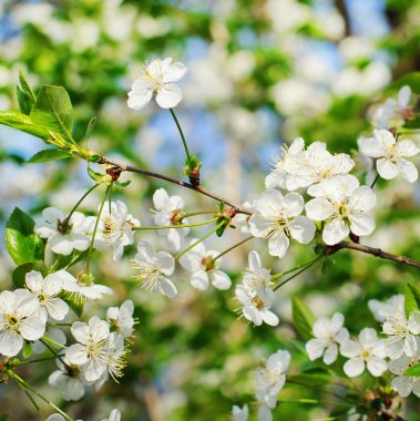 Bahar ağacı kiraz çiçekleri.