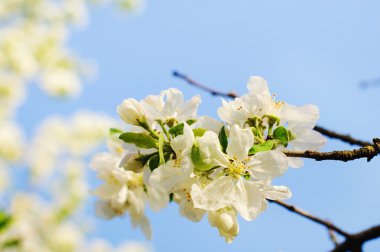 elma çiçekleri arka plan