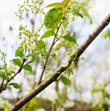 çiçekli kuş kiraz ağacı