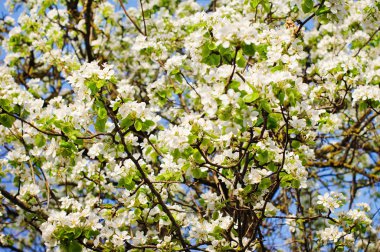 İlkbaharda elma açar.