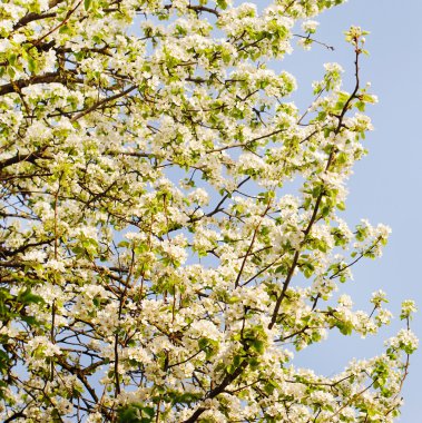 elma ağacı çiçekleri