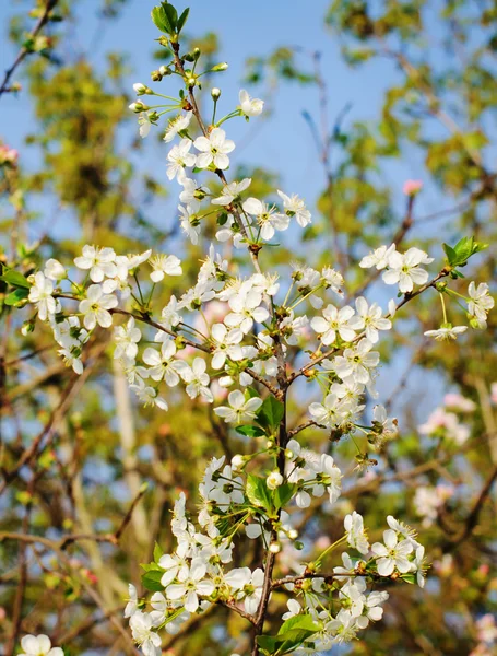 Цветущее дерево с белыми цветами. — стоковое фото