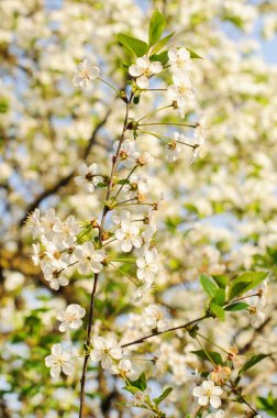 Kiraz ağacı çiçeği.