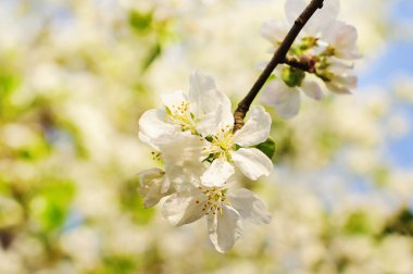 Çiçek açan elma ağacı 