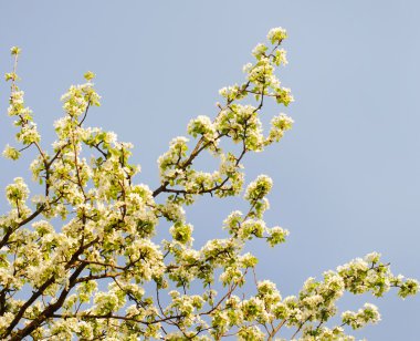 Doğa arka plan bahar güzel kiraz çiçek