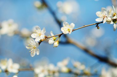 Baharda Kiraz Ağacı