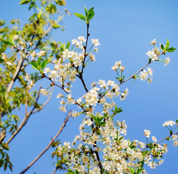 Baharda Kiraz Ağacı