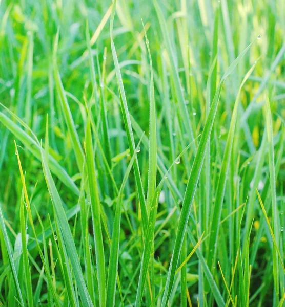 Зелена трава в полі — стокове фото