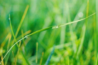 Çiy damlaları ile taze yeşil çimen.