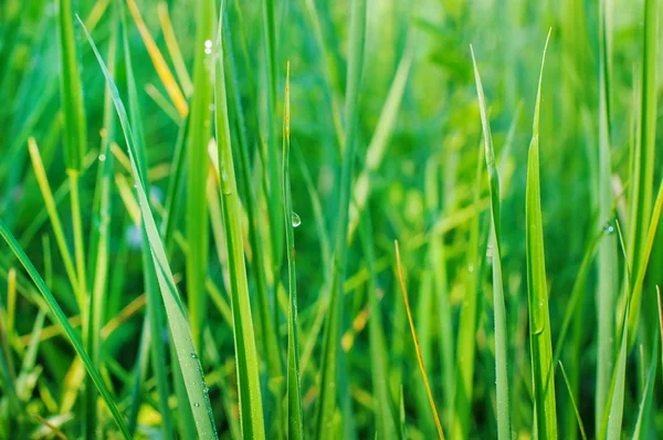 Färskt grönt gräs. — Stockfoto