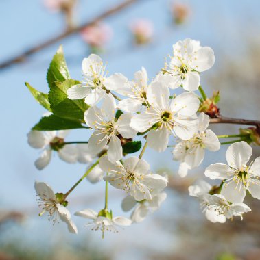 Beyaz kiraz çiçekleri