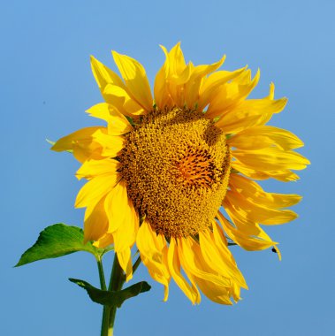 Mavi gökyüzüne karşı güzel ayçiçeği