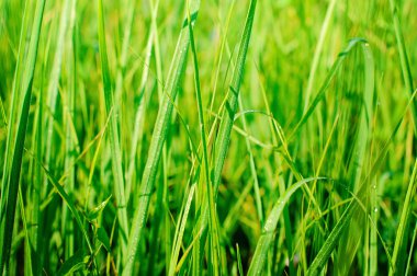 Su damlalı taze yeşil çimen