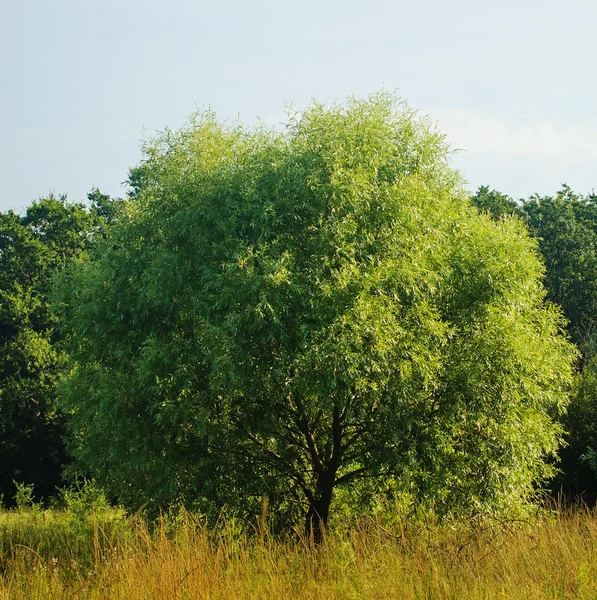 Árbol solitario en el campo —  Fotos de Stock