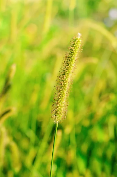 Grama verde no campo — Fotografia de Stock