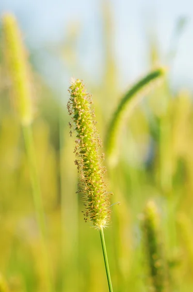 Grama verde no campo — Fotografia de Stock