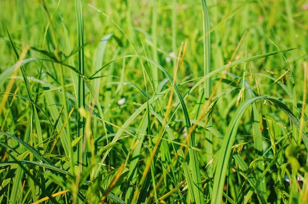 Primo piano di erba fresca spessa con gocce d'acqua — Foto Stock