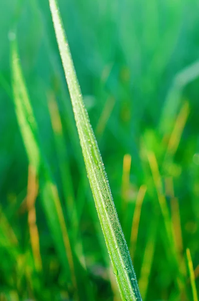 Hierba verde sobre fondo verde — Foto de Stock