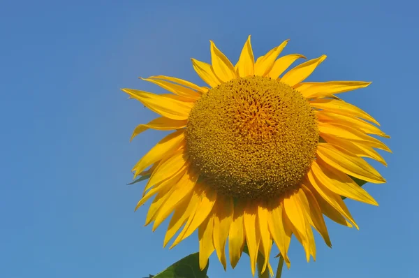stock image sunflower with blue sky