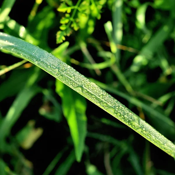 Hierba verde fresca con gotita de agua — Foto de Stock