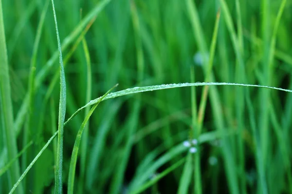 Färska gröna gräset med vatten droplet — Stockfoto