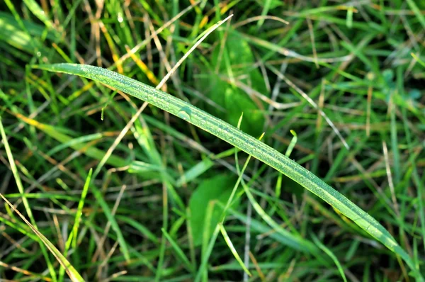 Frisches grünes Gras mit Wassertropfen — Stockfoto