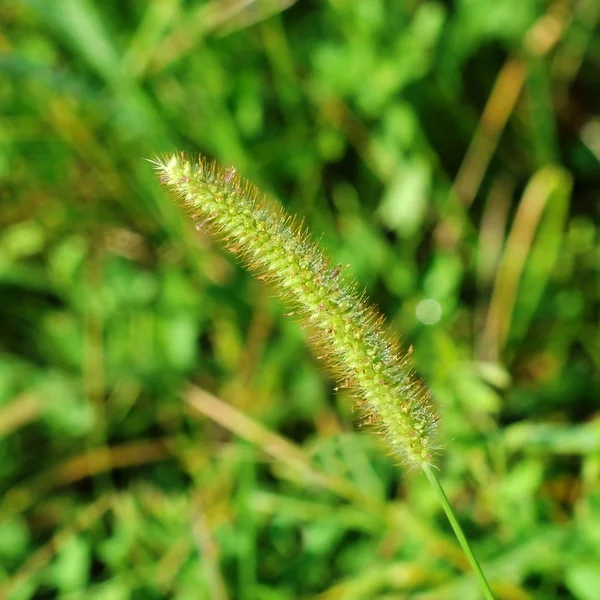 Green grass background — Stock Photo, Image