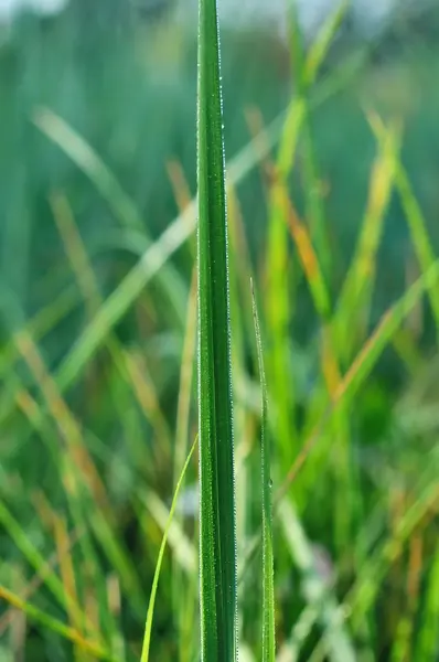 Vattendroppar på gräs — Stockfoto