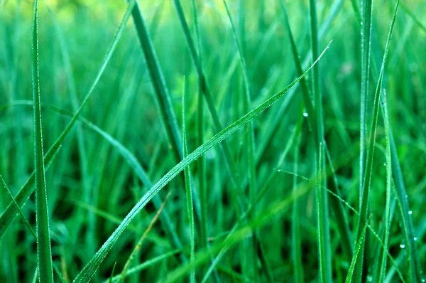 Gros plan d'herbe fraîche avec des gouttes d'eau — Photo