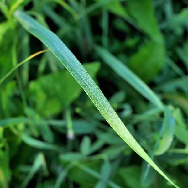 Fresh green grass with water drops — Stock Photo, Image