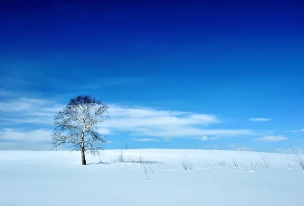 Paysage hivernal avec arbre et volcan — Photo