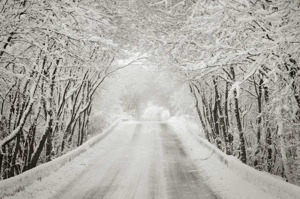 Ormanda karlı kış yolu — Stok fotoğraf