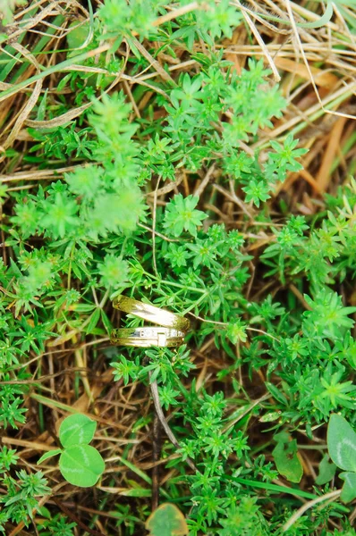 Anillos de boda de oro en la hierba — Foto de Stock