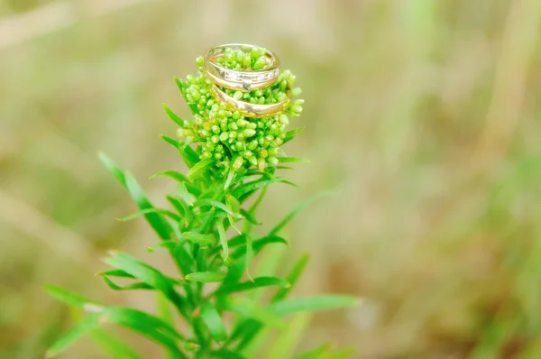 结婚戒指 — 图库照片