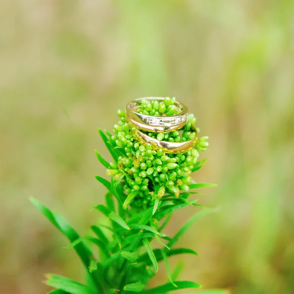 在绿色草地上的戒指 — 图库照片
