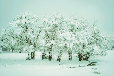 Kırsal kesimlerde karla kaplı ağaçlar