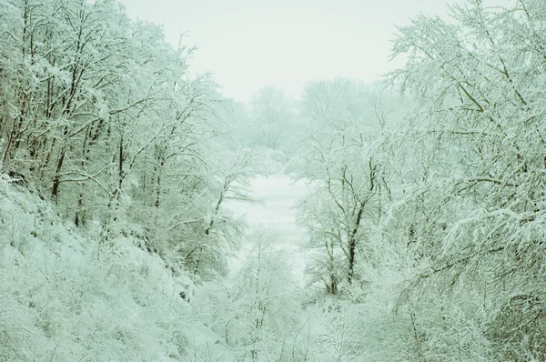 Árboles en la nieve —  Fotos de Stock