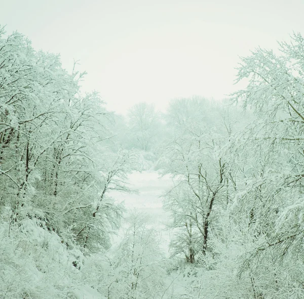Δέντρα στο χιόνι στο χειμερινό τοπίο. Ρωσία. — Φωτογραφία Αρχείου