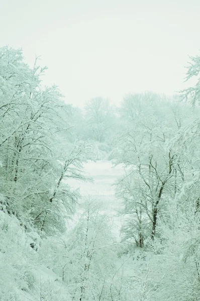 Snow on trees. Winter landscape — Stock Photo, Image