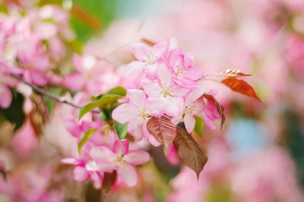 나무에 아름 다운 봄 꽃 — 스톡 사진