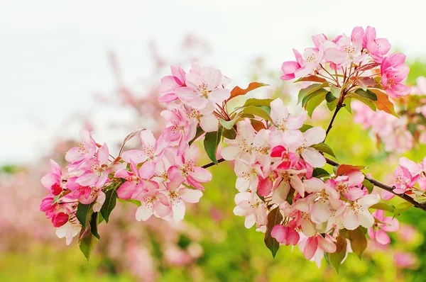 아름 다운 분홍색 봄 꽃 — 스톡 사진