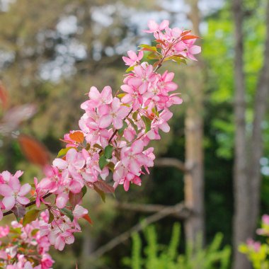 ağaç üzerinde pembe çiçekler.